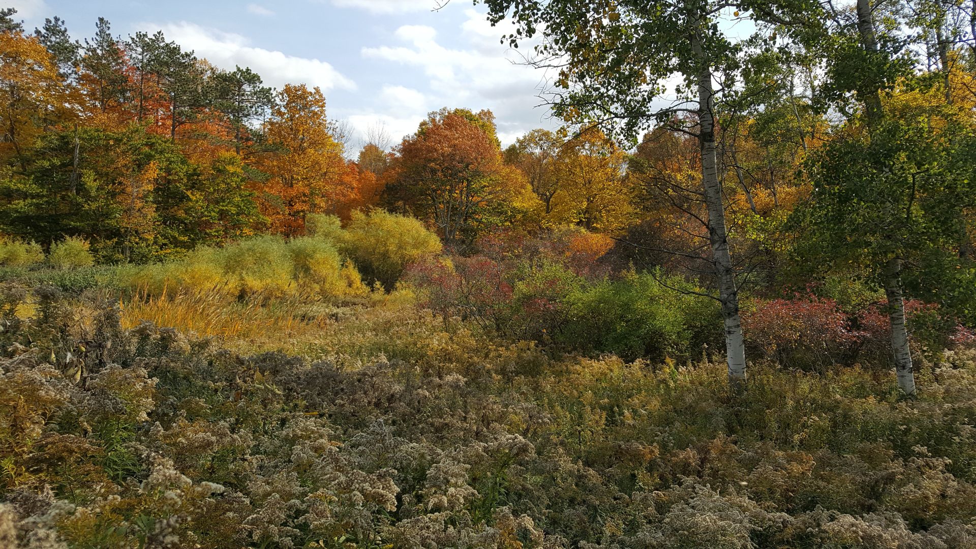Genesee County Woodlands